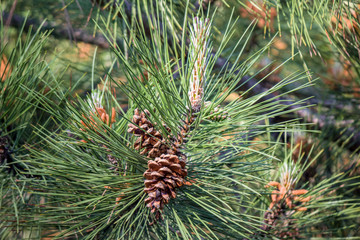 pine cone
