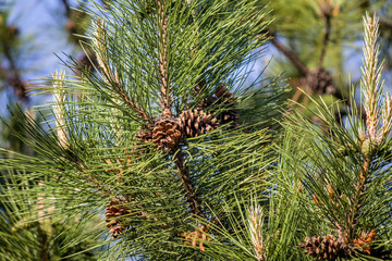pine cone