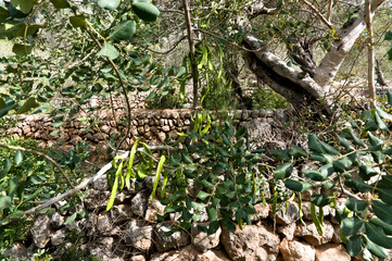 Detail of Carob tree with bunch of carob beans