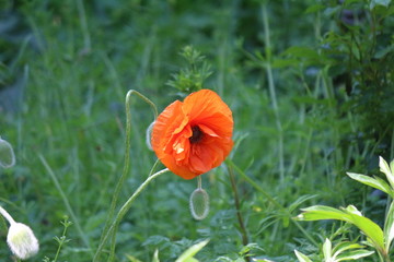 Red poppy