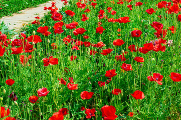 Poppy flowers and plants in the park area