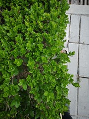 Greenery next to the pavement 