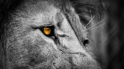 Golden eye lion face up close © Sherrod Photography