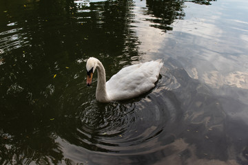 swan on lake