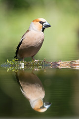 appel vink