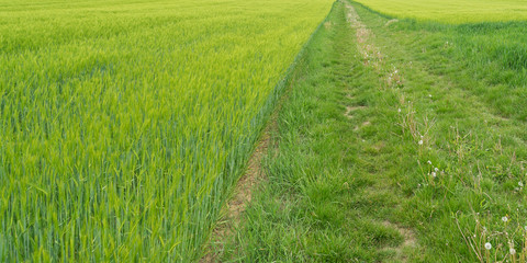 Getreidefelder grün