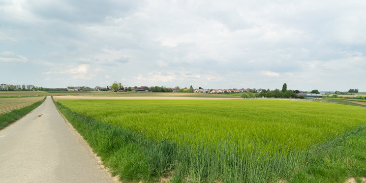 Getreidefelder grün