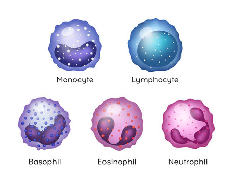 Illustration of Monocyte,   Lymphocyte, Eosinophil, Neutrophil, Basophil .Vector blood cells.