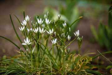 white flowers in a flowerbed called ornithogalum spring garden