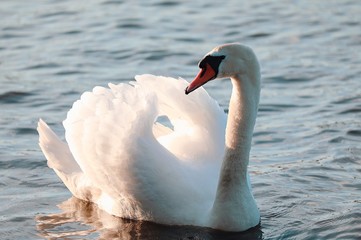 swan, bird, water, lake, white, animal, nature, wildlife, swim, swans, beak, beautiful, blue, feather, feathers, elegance, neck, beauty, swimming, grace, birds, river, reflection, mute, wild