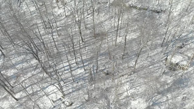Aerial Flying Above Snow Winter Forest