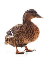 One wild duck.