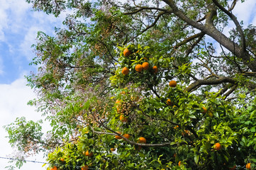 Summer background. Lemon garden