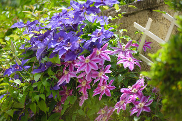 Beautiful pink and purple Clematis flowers in house garden - obrazy, fototapety, plakaty