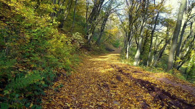 road in autumn forest, autumn trees road, Autumn path, defoliation in the beech  grove
