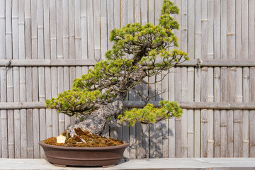 Pine bonsai tree in a pot on a bamboo fens background