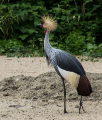 crowned crane (balearica regulorum)
