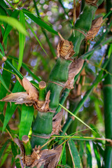 Bamboo leaves and shoots with stems