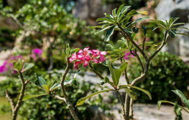 Luxury landscape design of the tropical garden. Beautiful view of tropical landscape