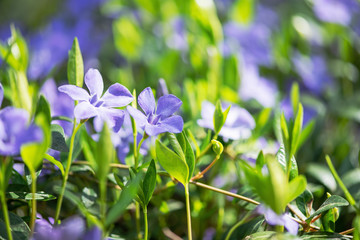 Blue flowers periwinkle on the background