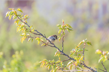 Bird on blue background.Bird on branch