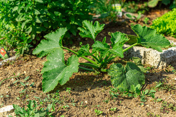 Zucchini Pflanze Gemüsebeet