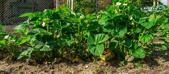 Erdbeer Pflanzen Seite