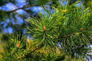 Green#pine#spring#needle#tree#nature#branch