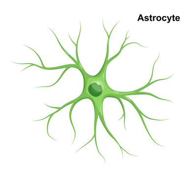 Vector Illustration Of Astrocyte. Cell Of Neuroglia