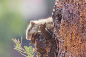 Squirrel on a tree looking for food