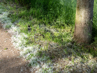 Pollen liegen vor einem Baum