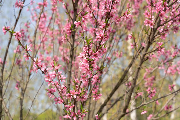 Blooming sakura flowers at spring
