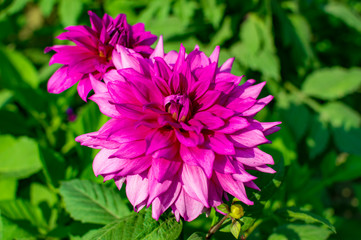 Obraz premium Dahlia of pink and purple color