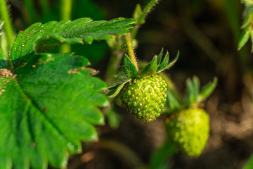 Grüne Erdbeere