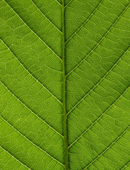 Naklejka na ściany i meble Green leaf background texture, macro