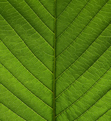 Green leaf background texture, macro