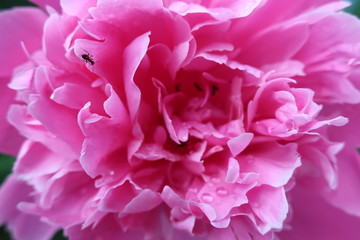 flowers peony close-up background dew on flowers white pink bouquet