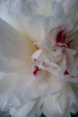 Fototapeta na wymiar flowers peony close-up background dew on flowers white pink bouquet