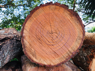 Naklejka premium Core of Tree