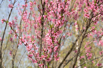 Blooming sakura flowers at spring