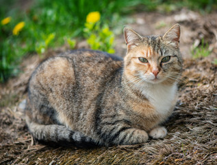 A multicolored cat sitting on the street