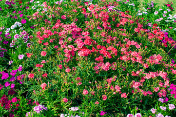 Obraz premium Various flowers of different sizes and colors