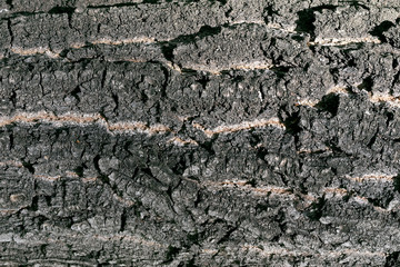 Maple tree bark texture background.