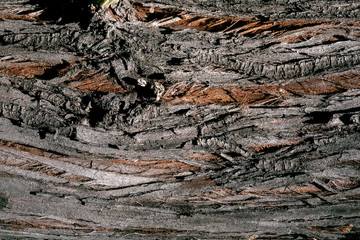 Tree bark texture background.