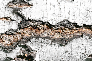 Birch tree bark texture background.