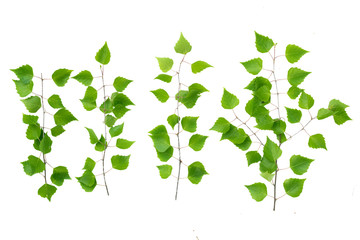 Green leaves birch tree branch isolated on white background.