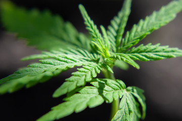 Beautiful sheet of cannabis in the defocus. Hemp plant close-up. Sprout of medical marijuana plant macro growing