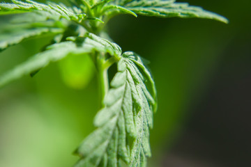 Beautiful sheet of cannabis in the defocus. Hemp plant close-up. Sprout of medical marijuana plant macro growing