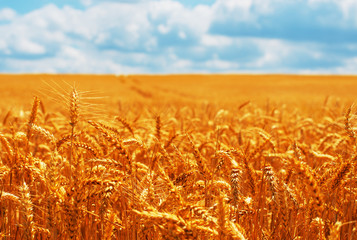 Gold wheat field and blue sky