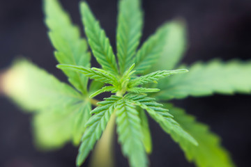 Sprout of medical marijuana plant macro growing indoor. Cannabis plant close-up. Hemp sprout plant on beautiful blurred background